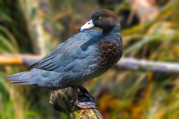 Fototapeta premium Blue duck a native bird of New Zealand