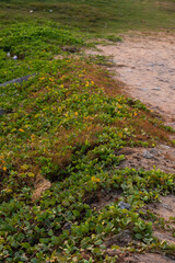 footpath in the park