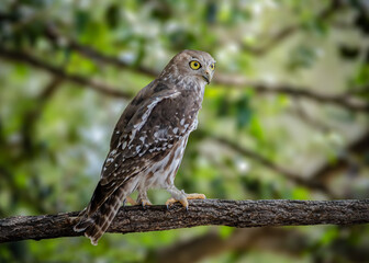 Barking Owl perched on a tree in Australia