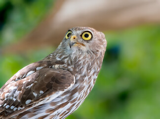 Barking Owl perched on a tree stump