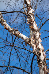 Close up abstract view of beautiful torn and textured bark on the trunk of a showy river birch tree in spring before leafing out