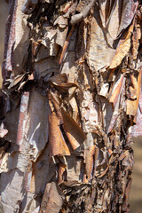Close up abstract view of beautiful torn and textured bark on the trunk of a showy river birch tree