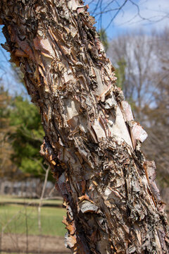 Close up abstract view of beautiful torn and textured bark on the trunk of a showy river birch tree in spring before leafing out