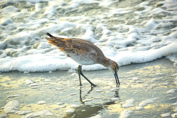 Willet wades into the waves of the Atlantic Ocean at sunrise in Myrtle Beach South Carolina