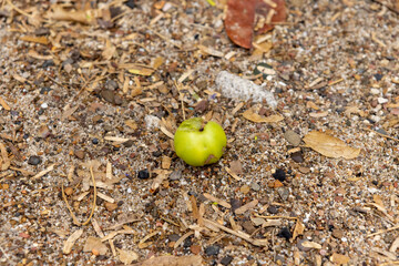Poisonous manzanilla fruit at the beach of Playa Jeremi on the Caribbean island Curcao