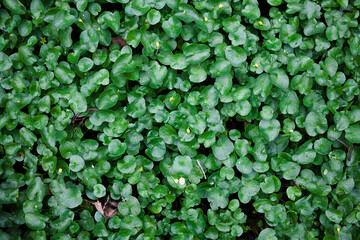 Obraz premium Little green leaves natural background for design art work . Top view , toned