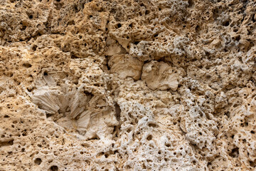 Coral cliff at the shore of Playa Jeremi on the Caribbean island Curacao