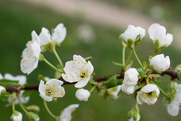 Blooming branch of black plum tree with white flowers.