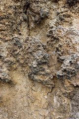 Coral cliff at the shore of Playa Jeremi on the Caribbean island Curacao