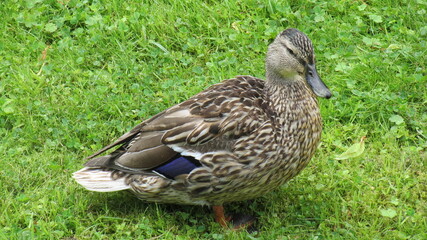 #duck #nature