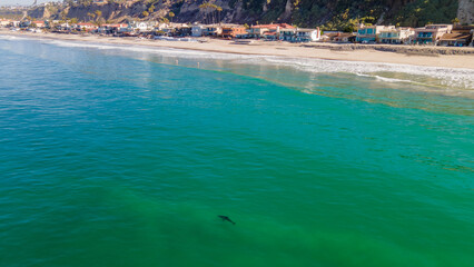 Great White Shark cruising the beaches in South Orange County, California.  He even gets close to some swimmers