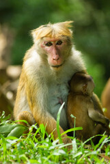 Macaque mother with her baby