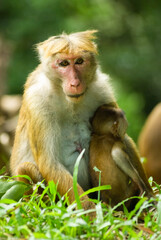 Macaque mother with her baby