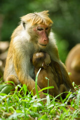 Naklejka na ściany i meble Macaque mother with her baby