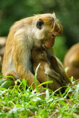 Macaque mother with her baby