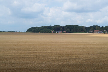 Fototapeta na wymiar wheat field in the country