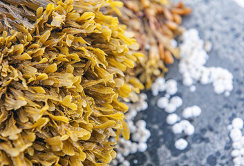 Natural background with texture of Seaweed Fucus spiralis