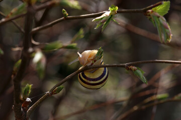 The snail crawls on the branches of a tree