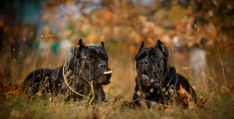Italian Cane Corso in autumn field