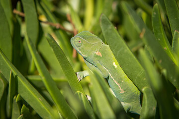 Green colored chameleon hidden among a green plant