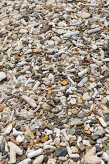 Corals washed to the shore of Playa Jeremi on the Caribbean island Curacao