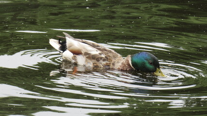 duck in the water