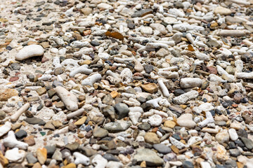 Corals washed to the shore of Playa Jeremi on the Caribbean island Curacao