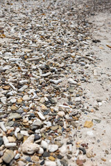 Corals washed to the shore of Playa Jeremi on the Caribbean island Curacao