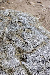 Coral rock at the shore of Playa Jeremi on the Caribbean island Curacao