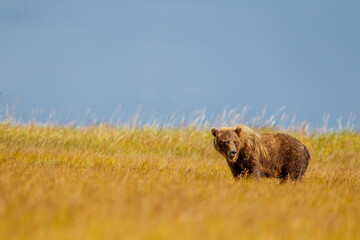 Grizzly in the field