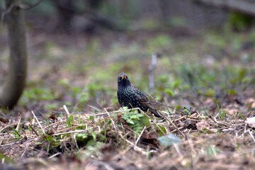 starling in the grass