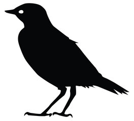crow on a white background