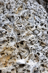 Coral rock at the shore of Playa Jeremi on the Caribbean island Curacao