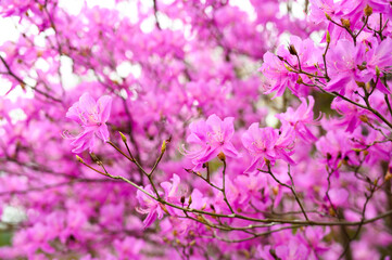 京都嵐山 天龍寺の三つ葉つつじ