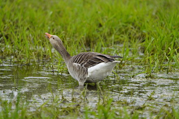 Drinking Greylag Goose (Anser anser) Anatidae family. Hanover, Germany