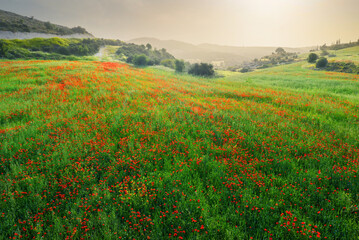 Obraz na płótnie Canvas Wild poppies in field of green wheat at dusk, spring Cyprus countryside landscape