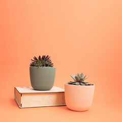 Small succulents in pots on apricot background. Interior design, nature, gardening or botanical concept.