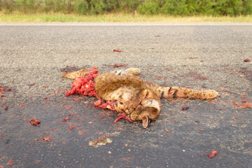 gato montes atropellado en carretera © jeronimoabel