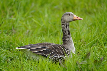 Greylag Goose breeding (Anser anser) Anatidae family. Hanover, Germany