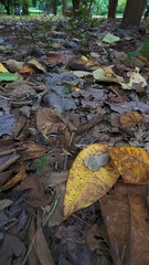 autumn leaves on the ground