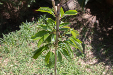 A 6 month old cherry tree in a garden. Prunus avium, commonly called wild cherry, sweet cherry or mountain cherry, is a species of cherry native to Europe and West Asia.