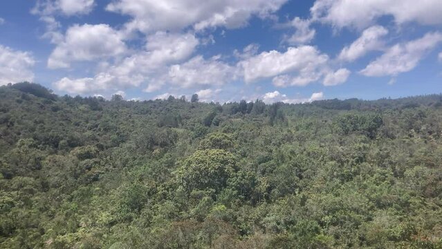 View of the Tree Canopy Along the Road to Arvi Park, Colombia