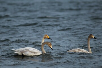 łabędzie krzykliwe na Bałtyku © Micha