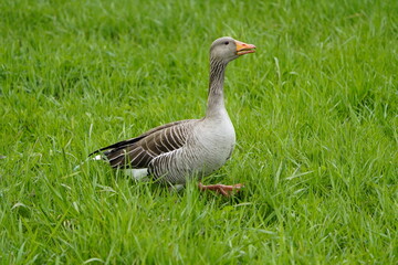 Greylag Goose (Anser anser) Anatidae family. Hanover, Germany