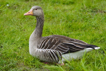 Greylag Goose (Anser anser) Anatidae family. Hanover, Germany