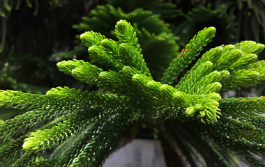 close up of fern