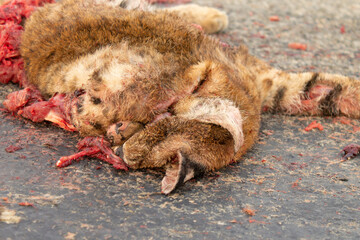 gato montes atropellado en carretera © jeronimoabel