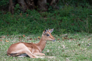 Naklejka na ściany i meble A female impala lying down on a green lawn.