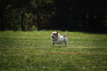 Active energetic small young hunting dog breed on move. Wire haired Jack Russell Terrier runs fast across field in park and has fun outside.