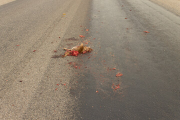 gato montes atropellado en carretera © jeronimoabel